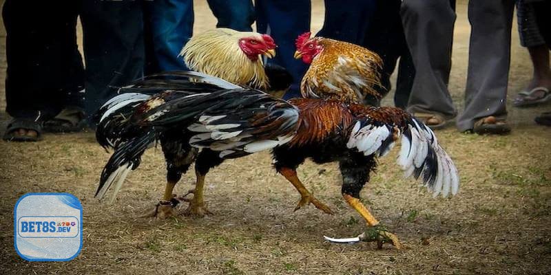 Kinh Nghiệm Khi Cá Cược Đá Gà BET8S