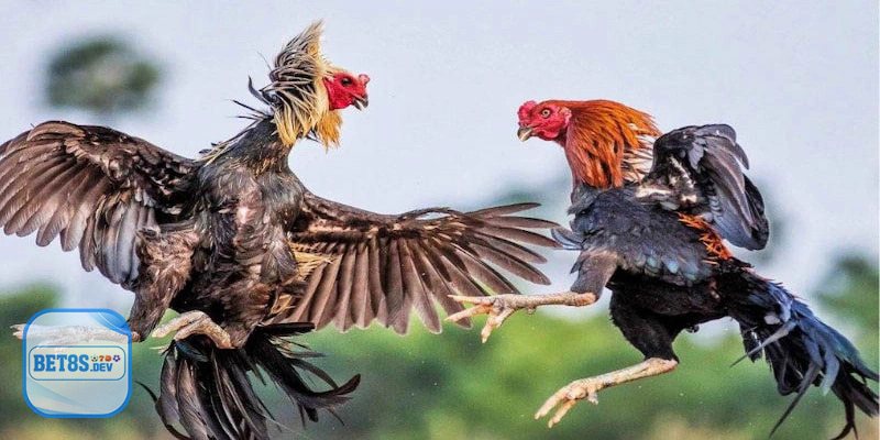 Hướng Dẫn Tham Gia Đá Gà BET8S